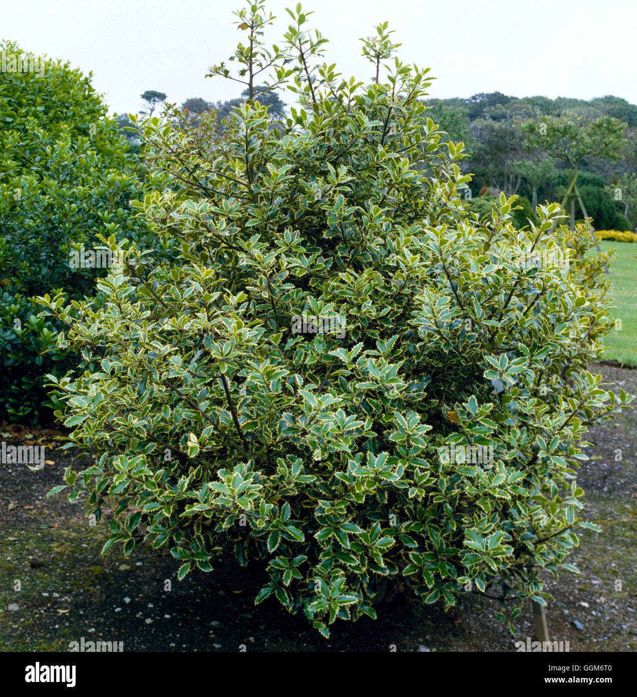 Ilex aquifolium - `Handsworth New Silver' AGM- - (Female)   TRS007458 Stock Photo